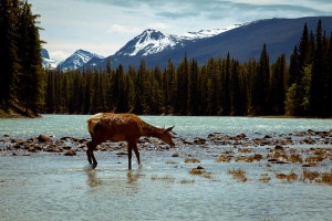 Elk in the Athabasca River (flickr/Dave Sutherland)