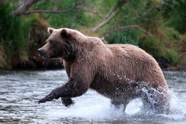 Grizzly Bear in Battle River, Alaska. By National Wildlife Photo Contest entrant Jenny Grimm. 