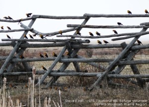Birds on a Fence - Steve Koob/USFS National Elk Refuge volunteer