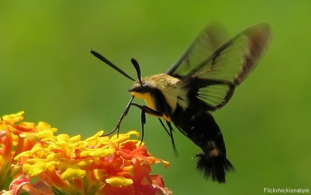 The clearwing moth hovers as it drinks, resembling a hummingbird.
