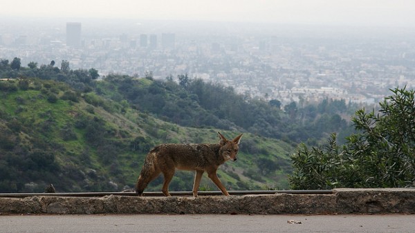 Coyote-Los-Angeles-600x338