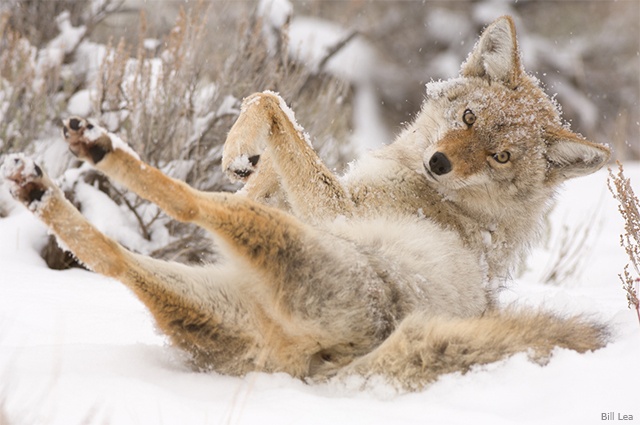 Coyote rolling in snow