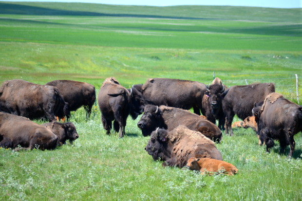 Yellowstone Bison lounging on the prairie. Photo copyright Alexis Bonogofsky