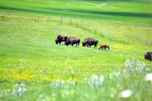 Yellowstone Bison grazing on the Fort Peck Reservation in southeastern Montana. Photo by Alexis Bonogofsky