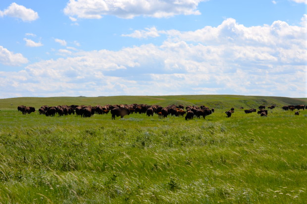 Bison start moving off to graze. Photo copyright Alexis Bonogofsky