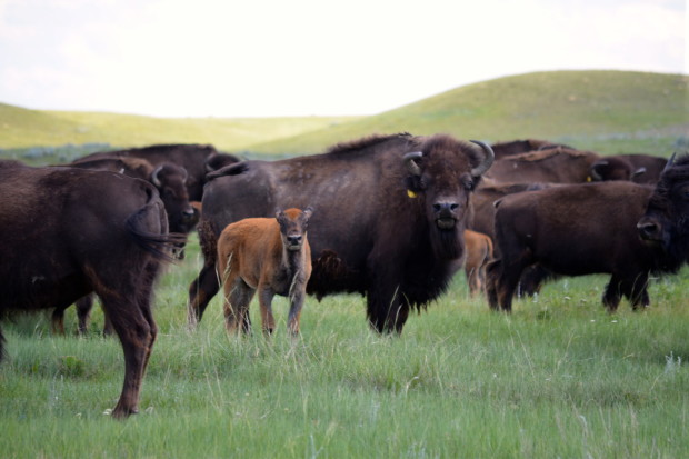 Bison on Fort Peck Reservation. Photo Copyright Alexis Bonogofsky
