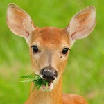 White-tailed deer eating vegetation