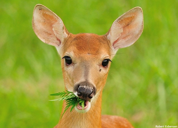 White-tailed deer eating vegetation