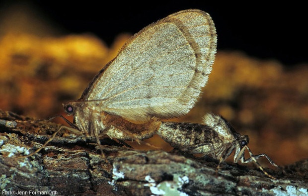 Flightless Female Winter Moth