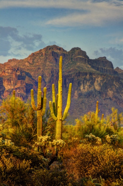 The light of golden hour brings out a multitude of tones and colors in the Sonoran Desert. Photo by Saika Lehtonen. 