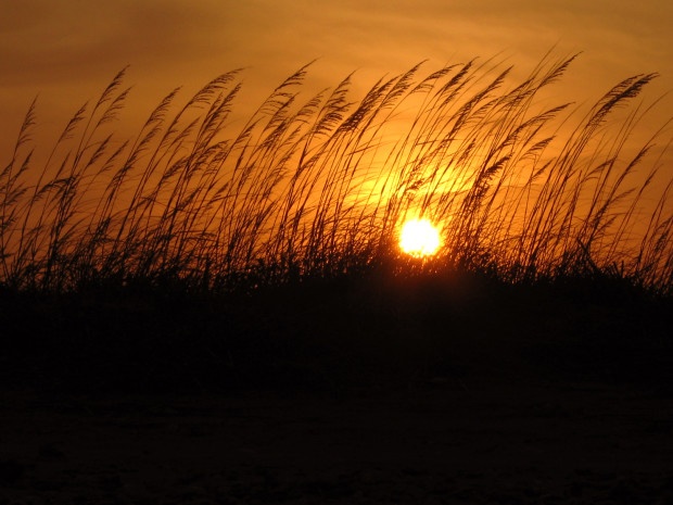 Sunset over coastal grasses. Photo by Cas Galiszewski, National Wildlife Photo Contest entrant. 