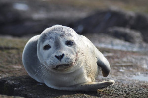 Gray seal (US Fish & Wildlife Service/Flickr)