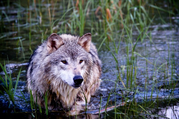 Gray wolf in Glacier Park, Montana. By National Wildlife Photo Contest entrant Susan Locke. 