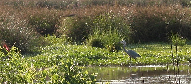 Blue Heron in Huntley Meadows Park by Anne Bolen