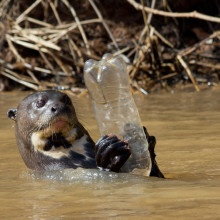 Otter Swimming with Plastic Bottle