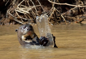 Otter Swimming with Plastic Bottle