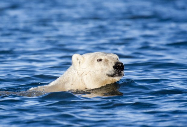 A polar bear swimming for survival. y National Wildlife Photo Contest entrant Richard Seeley. 