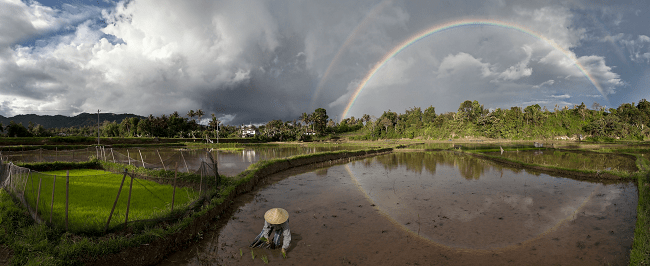 Rainbows over Rice Paddy. Photo by Wolfgang Weinhardt. 2012 National Wildlife Photo Contest honorable mention.  