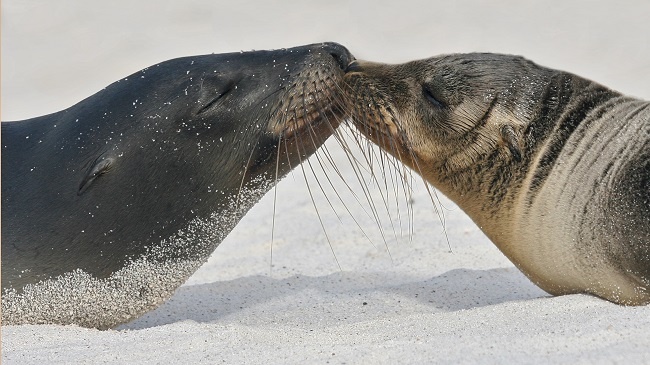 Seals snogging. Photo by Kathy Reeves.