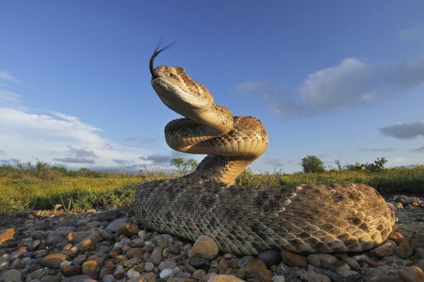By shooting close to the ground, photographer Rolf Nussbaumer  Western Diamondback Rattlesnake image is larger than life!