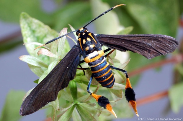 Texas Wasp Moth