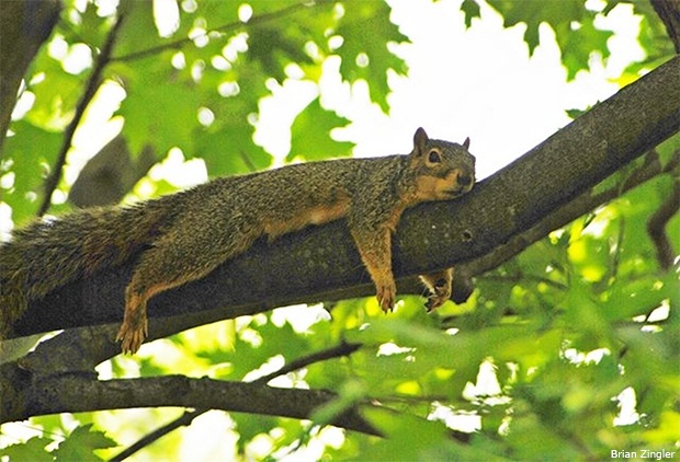 Eastern fox squirrel