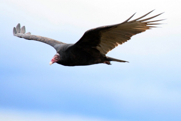 A turkey Vulture soars over Hawk Mountain in Kempton, Pennsylvania. By National Wildlife Photo Contest entrant Kristen Gardner. 
