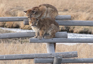 Mountain Lions on a Fence - Lori Iverson/USFWS.