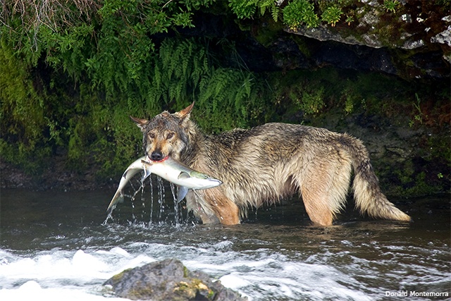 Wolf, Katmai National Park