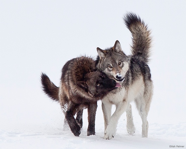 Wolves, Yellowstone National Park
