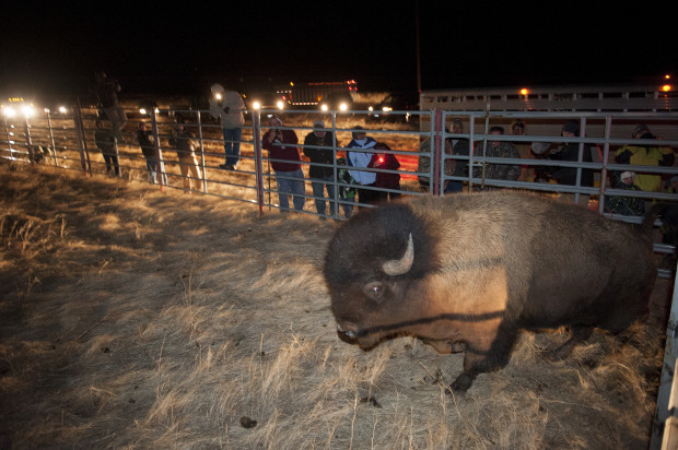 A Yellowstone Bison comes of the trailer in March 2013 on the Fort Peck Reservation.