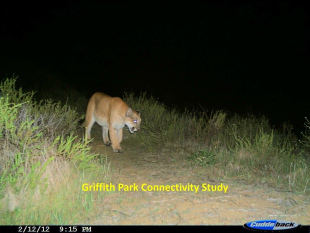The mountain lion who roams LA (photo Griffith Park Connectivity Study)