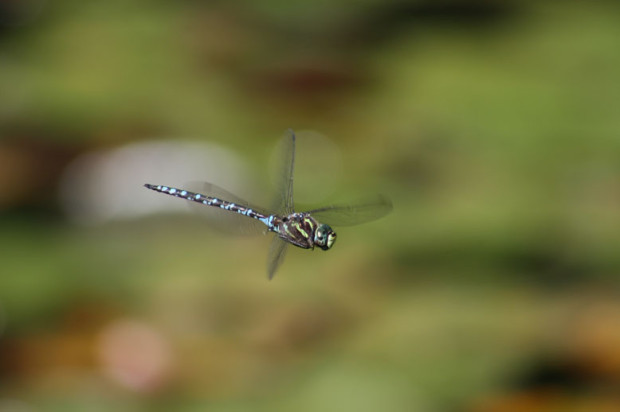 National Wildlife Photo Contest entrant Gail Norwood managed to capture this rare in-focus image of a dragonfly in flight. 