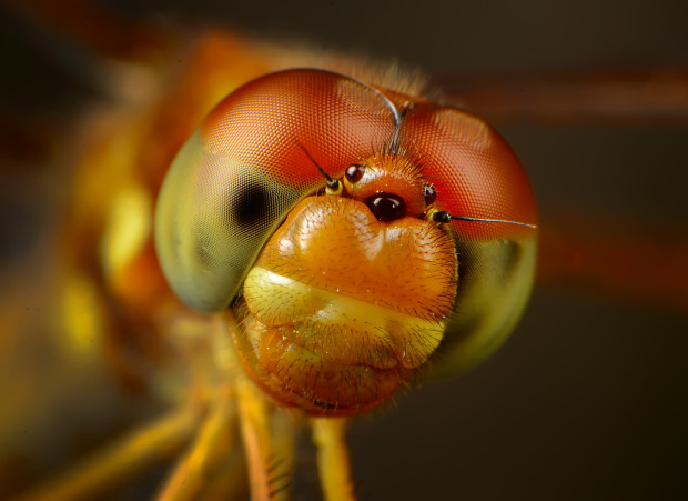 An Eastern Amberwing Dragonfly. National Wildlife Photo Contest entry by Nicholas Thompson.