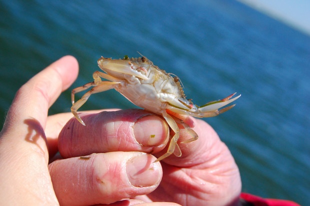 A juvenile blue crab. Photo by ChesapeakeBayEO, Flickr Creative Commons.