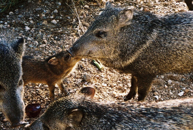 A family of javelina, including their youngest additions. By National Wildlife Photo Contest entrant Audrey Windle. 
