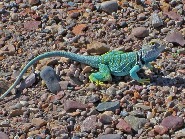 A colorful lizard from Petrified Forest National Park. By National Wildlife Photo Contest entrant Mary Walton. 