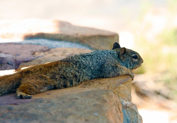 This squirrel took a break on some cool rocks at the Grand Canyon. By National Wildlife Photo Contest entrant Daniel Dennis. 