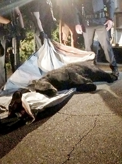 Law enforcement officers and wildlife officials tranquilzed this bear in an Albuquerque neighborhood last night. 