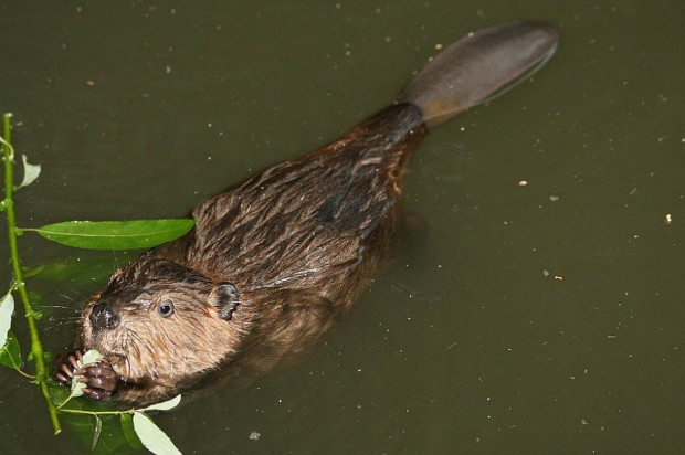 Should Martinez be called "The City of Industry" given it's hardworking beaver residents? (Photo Worth A Dam)