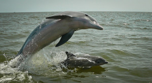 Dolphin mother and calf, Ocean Springs, MS. Three years after the oil disaster, dolphin calves are still being found dead at high rates.  Flickr photo by Juanma Carrillo.