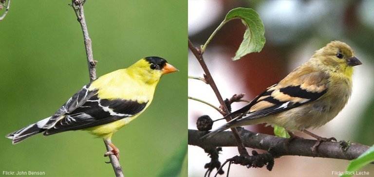 Ruffled Feathers: The Scraggly Life of Molting Birds - The National ...