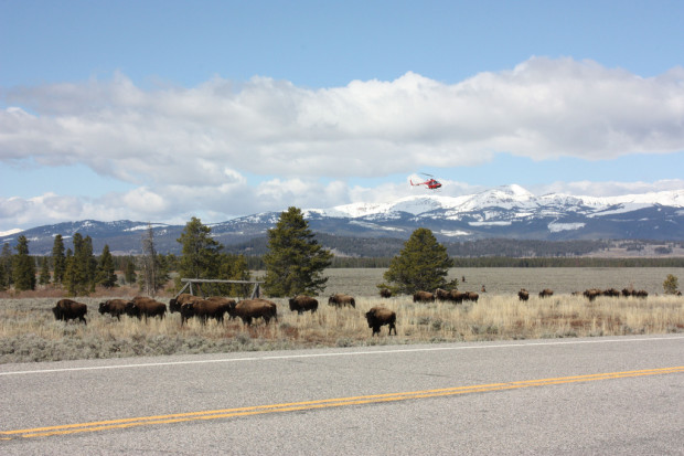 Bison in Montana with helicopter above, hazing them back into park boundaries. Photo by Josh Mogerman / flickr.