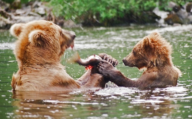 Grizzly bears depend on salmon.