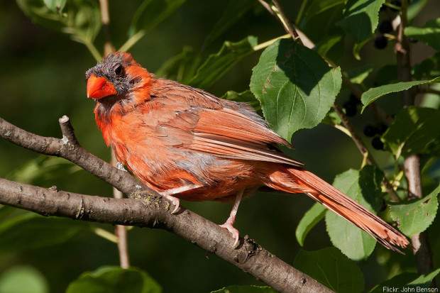 Balding Cardinal