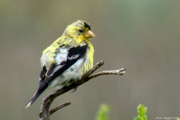 American Goldfinch Mid-Molt
