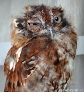 Molting Owl Looks Scraggly