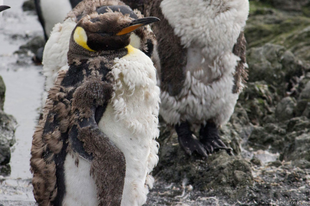 Molting Penguins Look Like Exploding Pillows