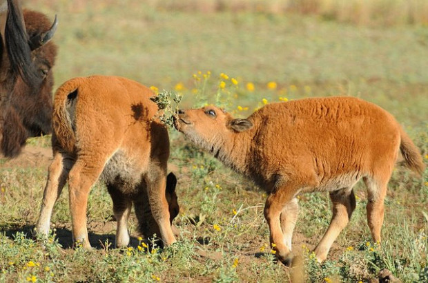 Springtime calving season in the Rocky Mountain Arsenal National Wildlife Refuge.