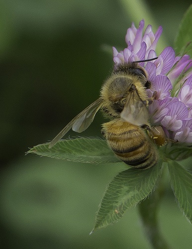 Cover crops make bees happy. Photo: flick user steveburt1947